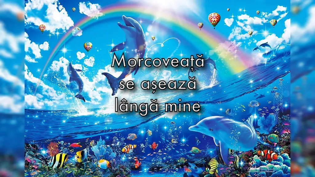 symphony dolphin