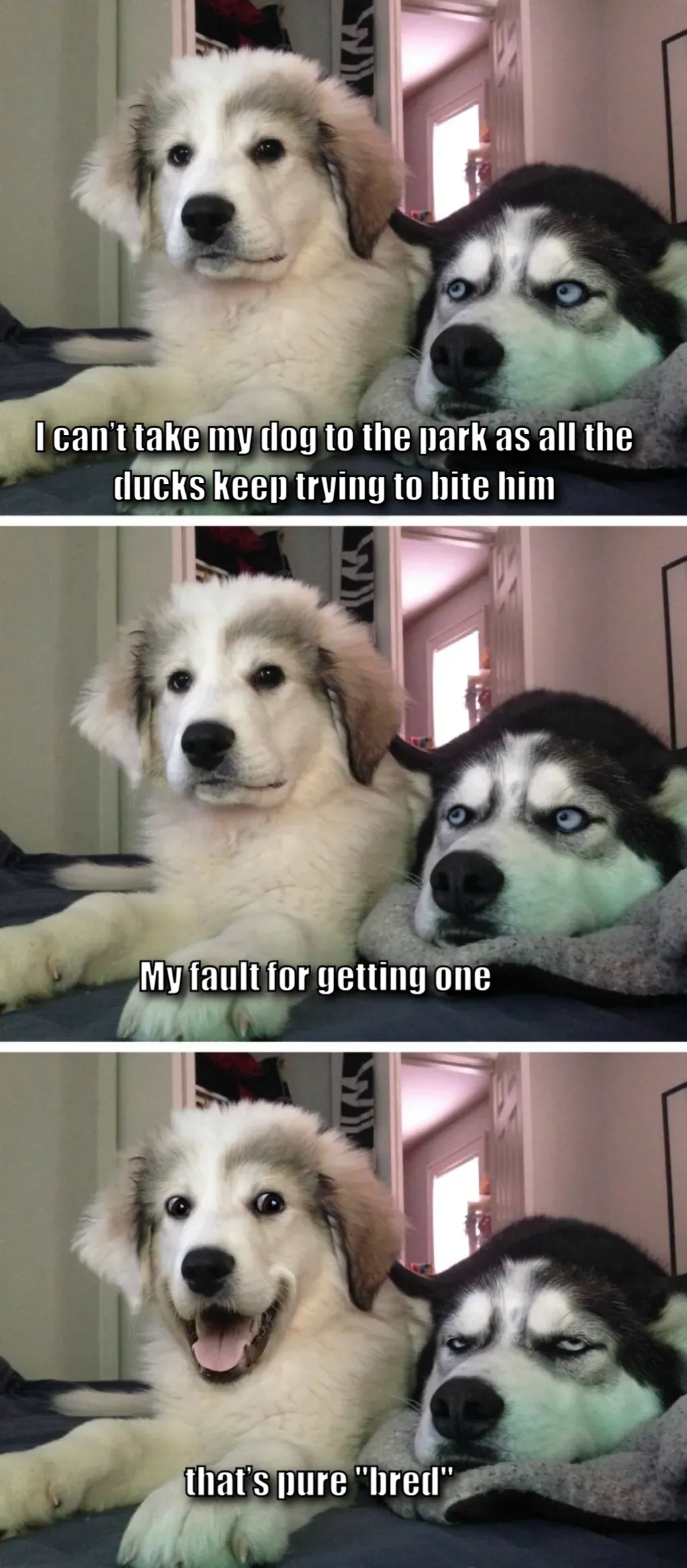 Bad pun dogs