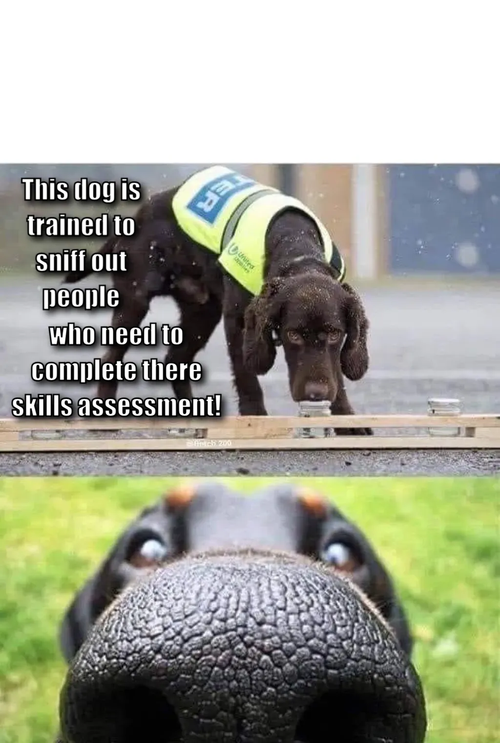 This dog is trained to sniff out X