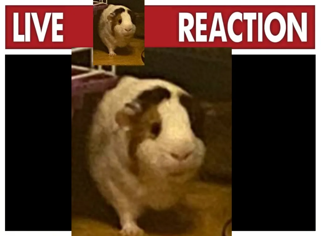 Live reaction