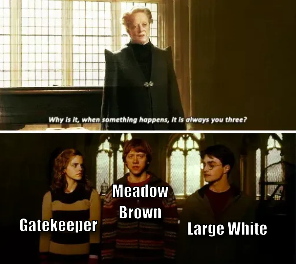Always you three
