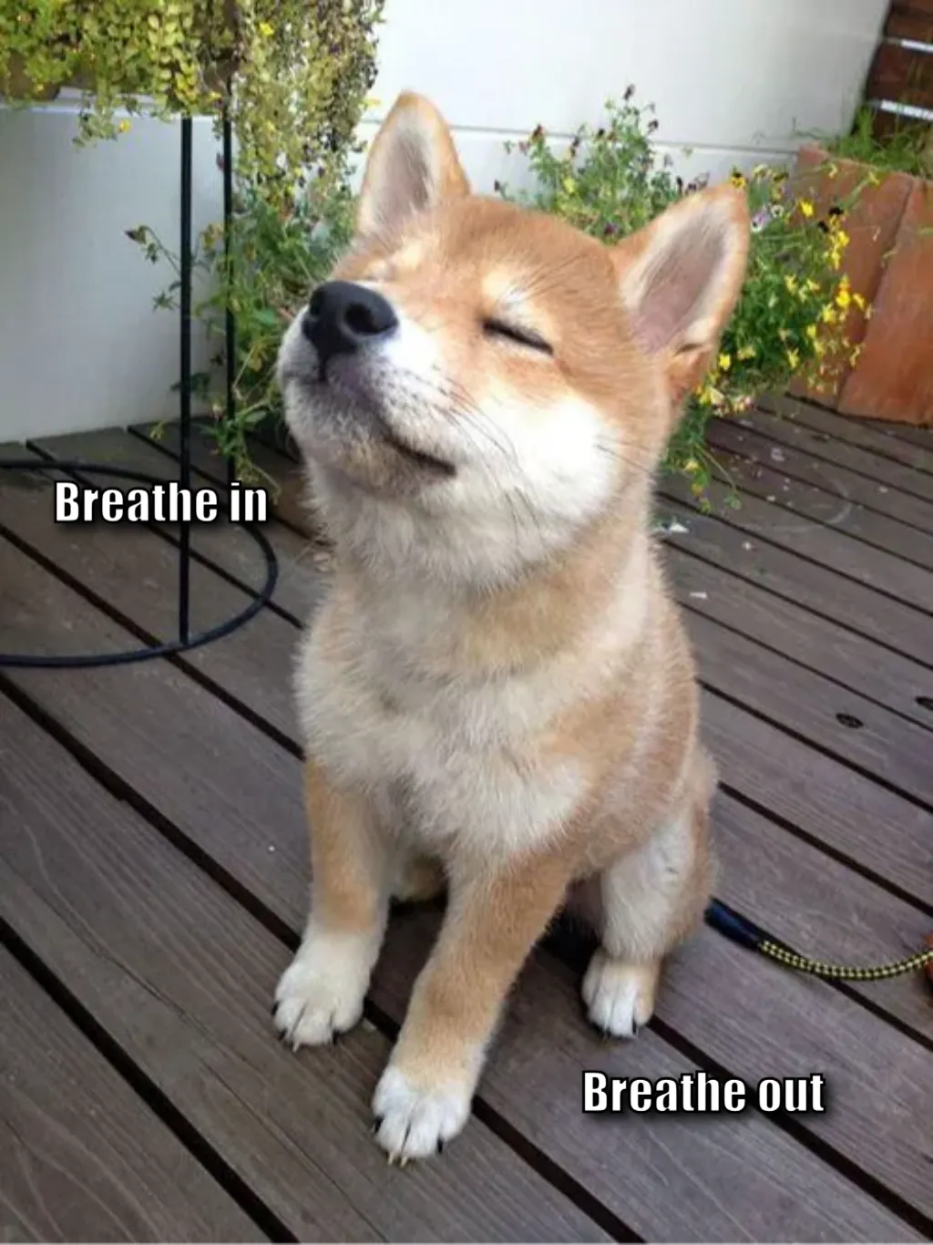 Meme Image