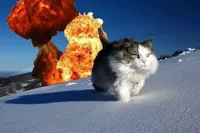 Action Hero Cat