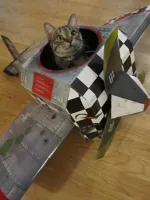 airplane cat