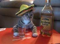 alcohol cat