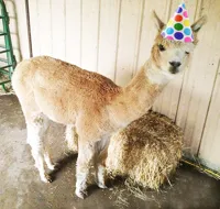 Alpaca Birthday