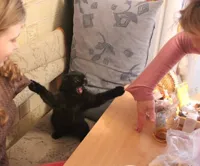 Angry black cat holds two girls sleeves with claws