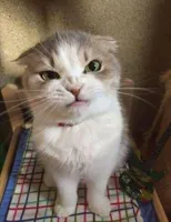 Angry cat