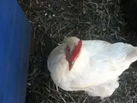 Angry Chicken Boss