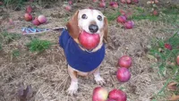 apple dog