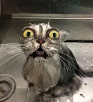 Astonished Wet Cat