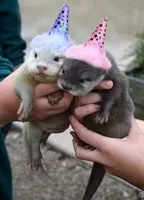 Baby Birthday Otters