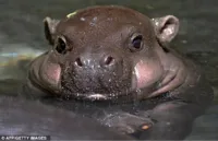 baby hippo