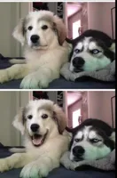 bad joke dogs