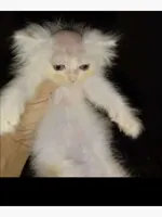 bald cat