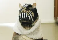 Bane Cat