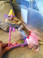 Bearded dragon birthday