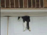 Bella the cat stuck in a garage door