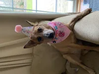 Bindi birthday