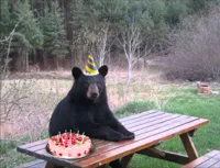 Birthday Bear