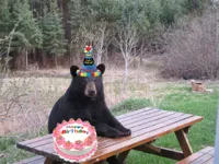 Birthday Bear