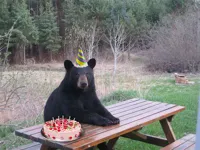 Birthday Bear