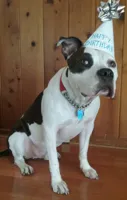 Birthday bulldog