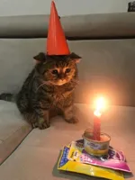 birthday cat