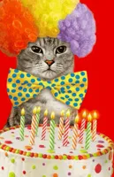 Birthday cat