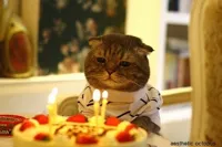 birthday-cat