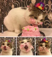 Birthday Cat