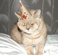 BIRTHDAY CAT