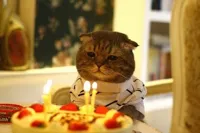 Birthday Cat