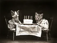 Birthday Cats