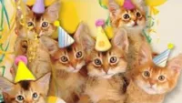 Birthday Cats