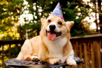 Birthday Corgi