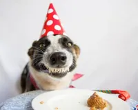 birthday dog