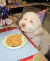 Birthday Dog