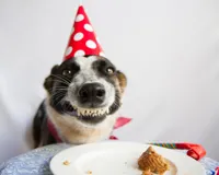 Birthday Dog