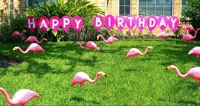 Birthday Flamingos