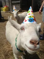 birthday goat