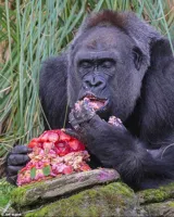 Birthday Gorilla