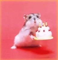 birthday hamster