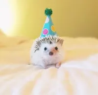 Birthday hedgehog