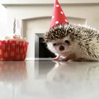 Birthday hedgehog