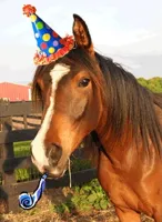 birthday horse