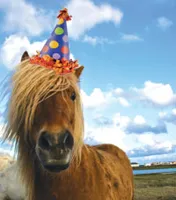 Birthday horse