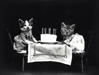 Birthday kittens