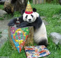 Birthday panda