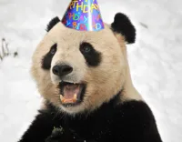 Birthday Panda